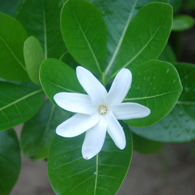 Load image into Gallery viewer, Monoï Tiki Tahiti Oil - Tiare / Gardenia - 4oz.